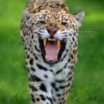 सूर्याजाला की हंसी को निवाला बनाने वाले आदमखोर बाघ का अभी तक पता नहीं