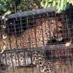 भीमताल के मोरा गांव में पिंजरे में कैद हुआ तेंदुआ भेजा गया रेस्क्यू सेंटर रानीबाग