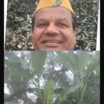 मां नंदा सुनंदा की मूर्ति का :आधार है कदली